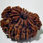 GAURI SHANKAR RUDRAKSHA